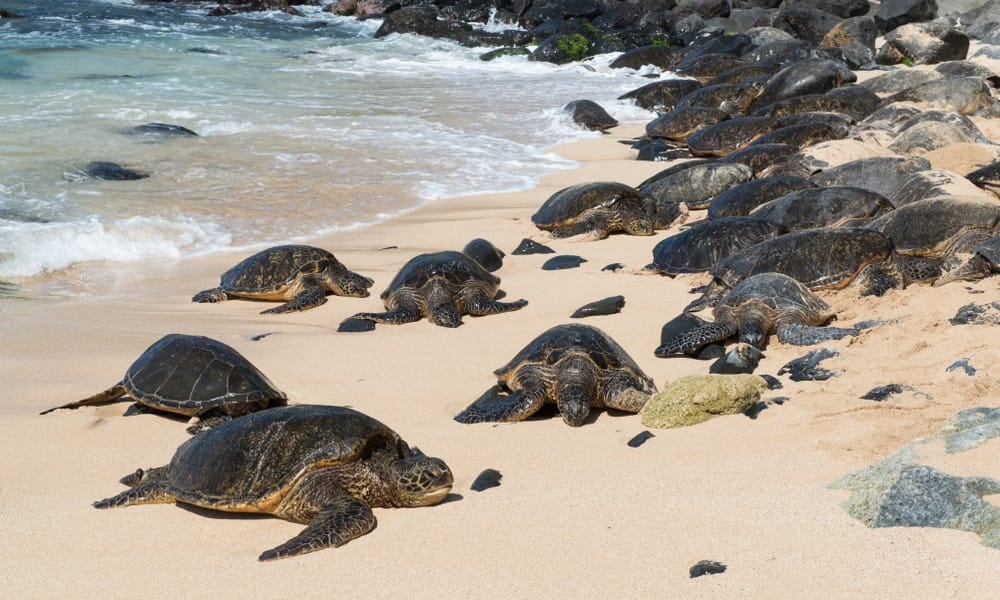 5 pueblos de Maui que vale la pena visitar ahora