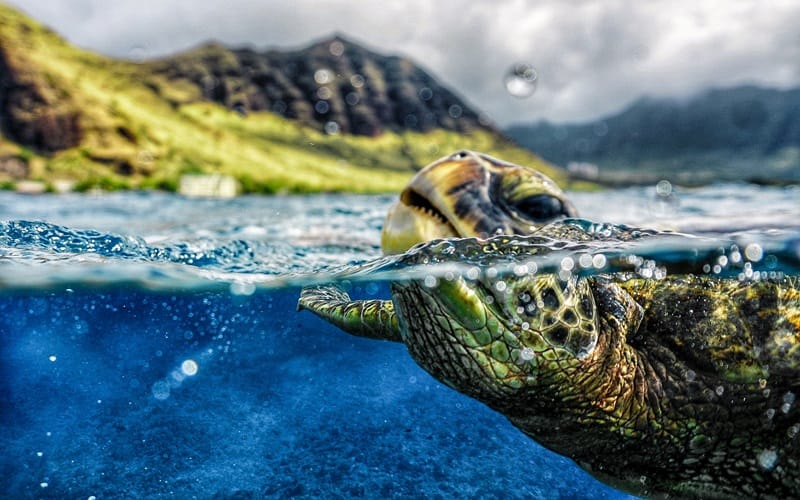 Tortuga marina de Maui