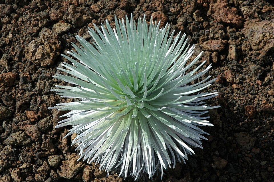 Haleakala Silberschwert