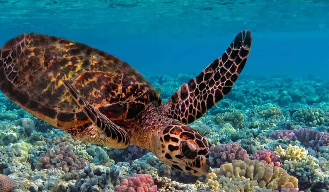 Maui Snorkeling Turtle Town