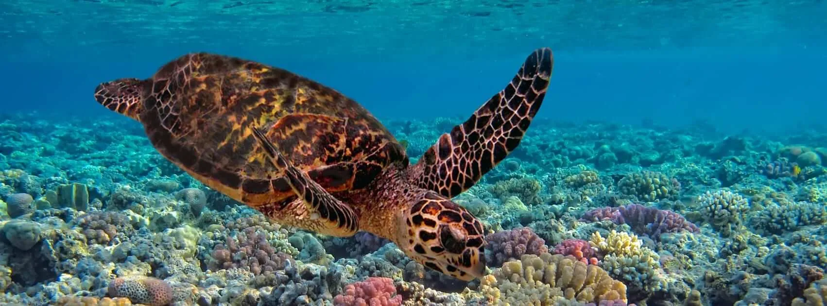 Snorkel en la ciudad de las tortugas en Maui