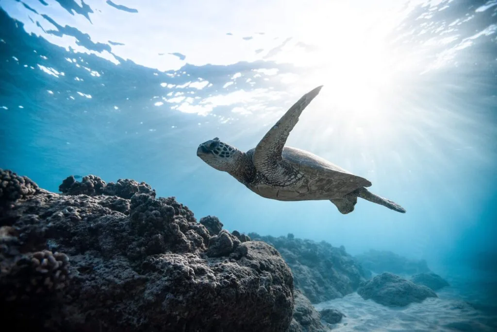 Maui Sea Turtles