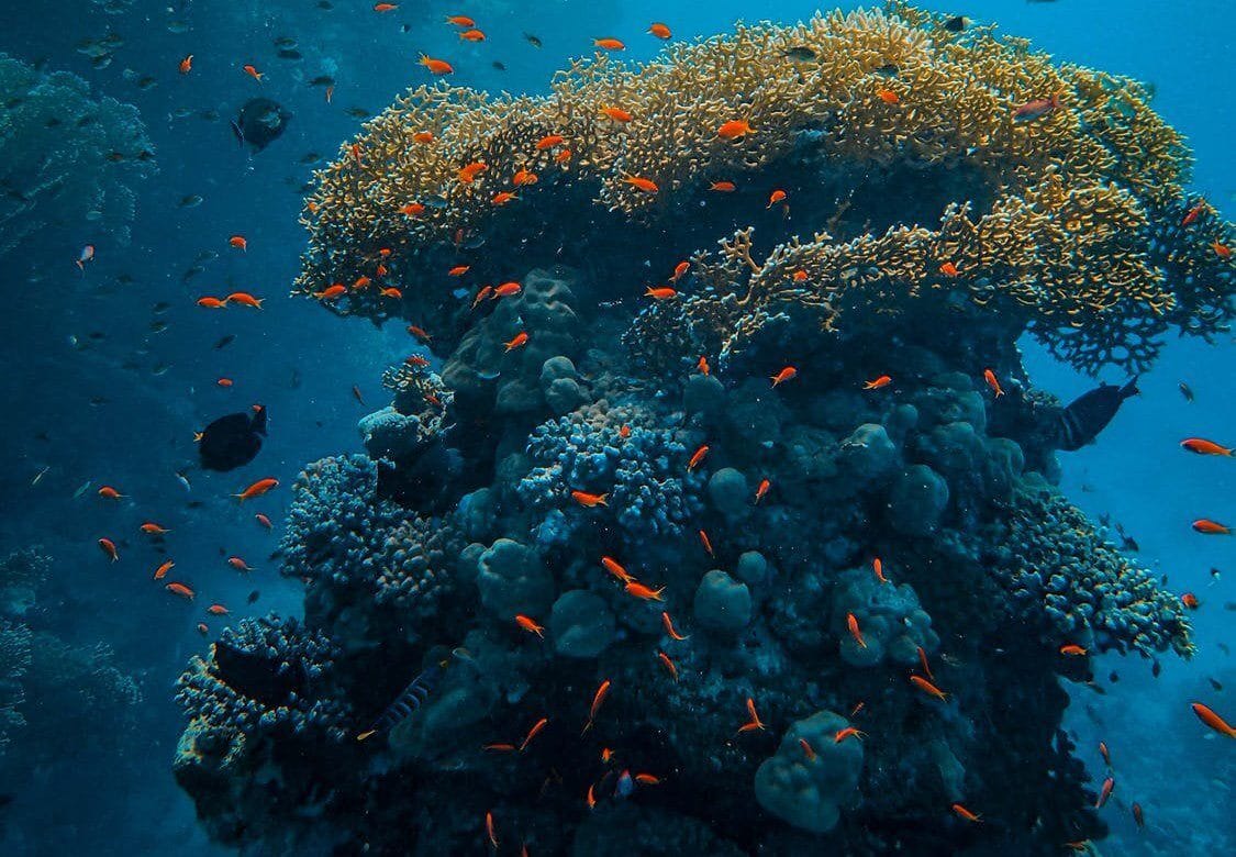 The Best Coral Gardens Snorkeling | #1 Maui Snorkeling Tour