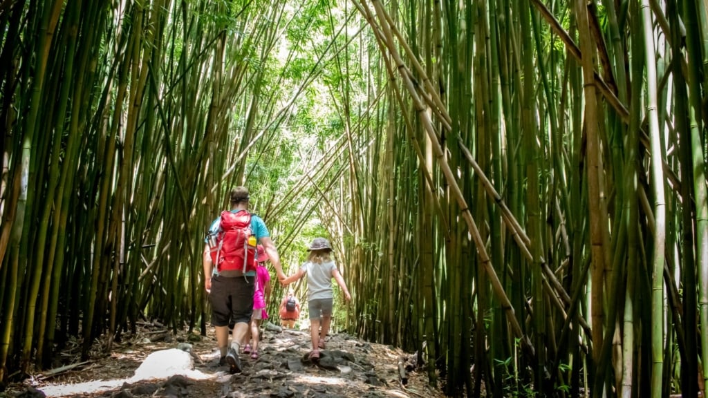 Pipiwai Trail in the bamboo forest, Haleakala National Park, Maui, Hawai'i