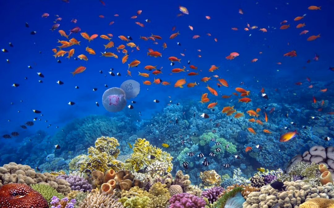 Jardines de coral