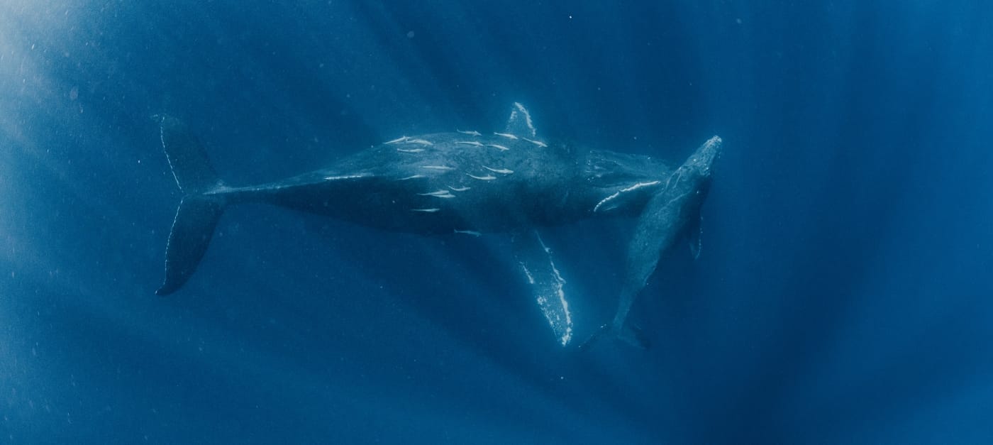 Excursión de avistamiento de ballenas con esnórquel en Maui