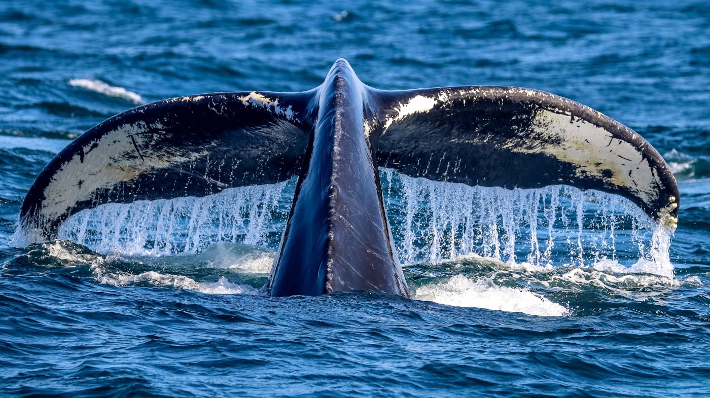 Maui Snorkeling Whale Watching Tour