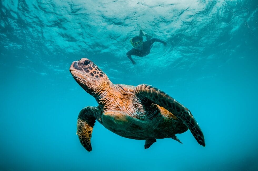 5-Hour Maui Morning Tour | The Best Tour To Molokini Crater