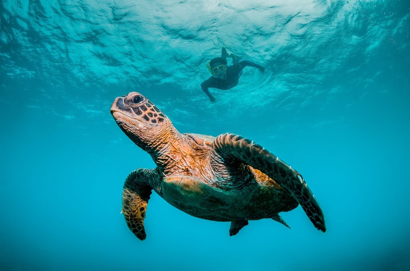 maui snorkeling morning tour