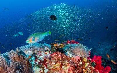 Family-Friendly Guide: The Best Time to See Marine Life in Maui