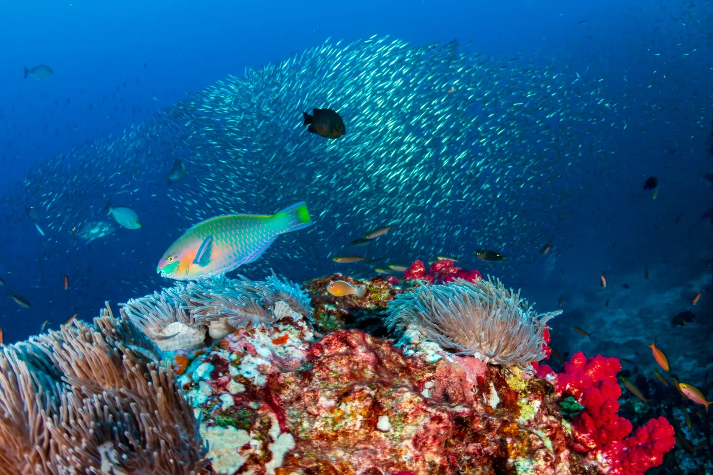 Parrot Fish