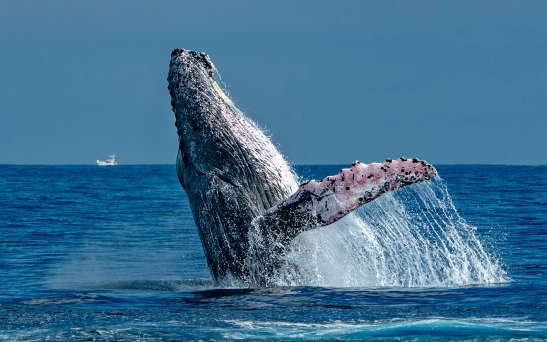 Experience Maui Snorkeling’s Whale Watching Tour
