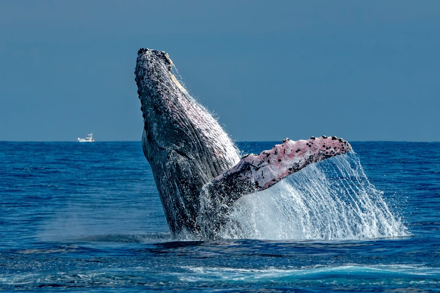 Whale Watching Tour