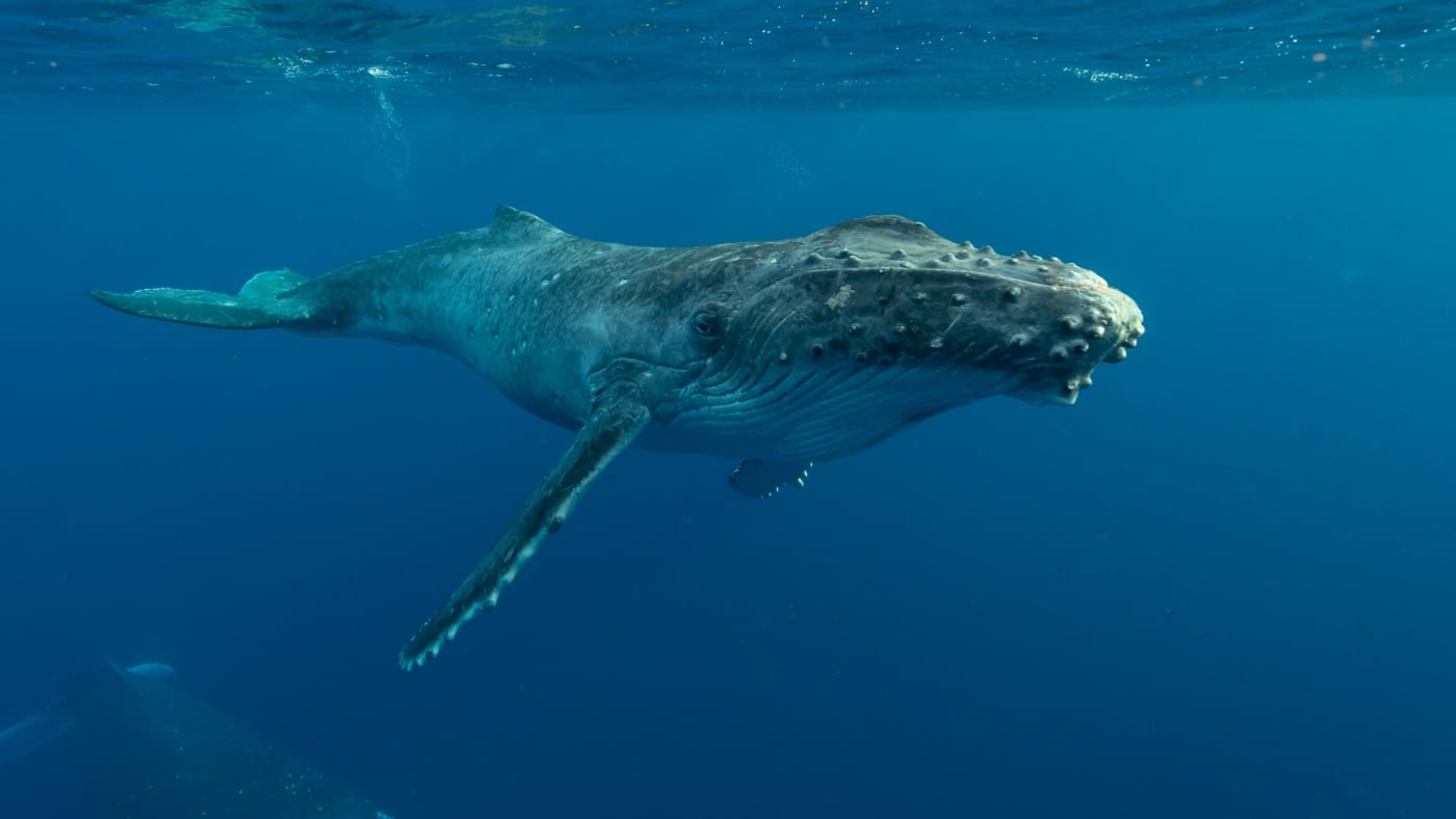 Maui Snorkeling Whale Watching Tour