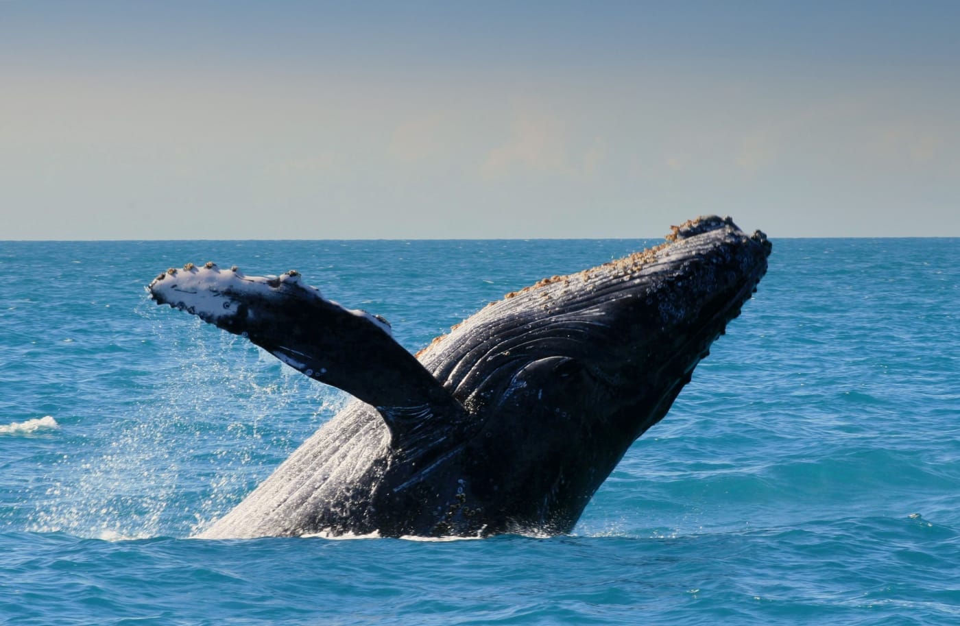 Maui Snorkeling Whale Watching Tour