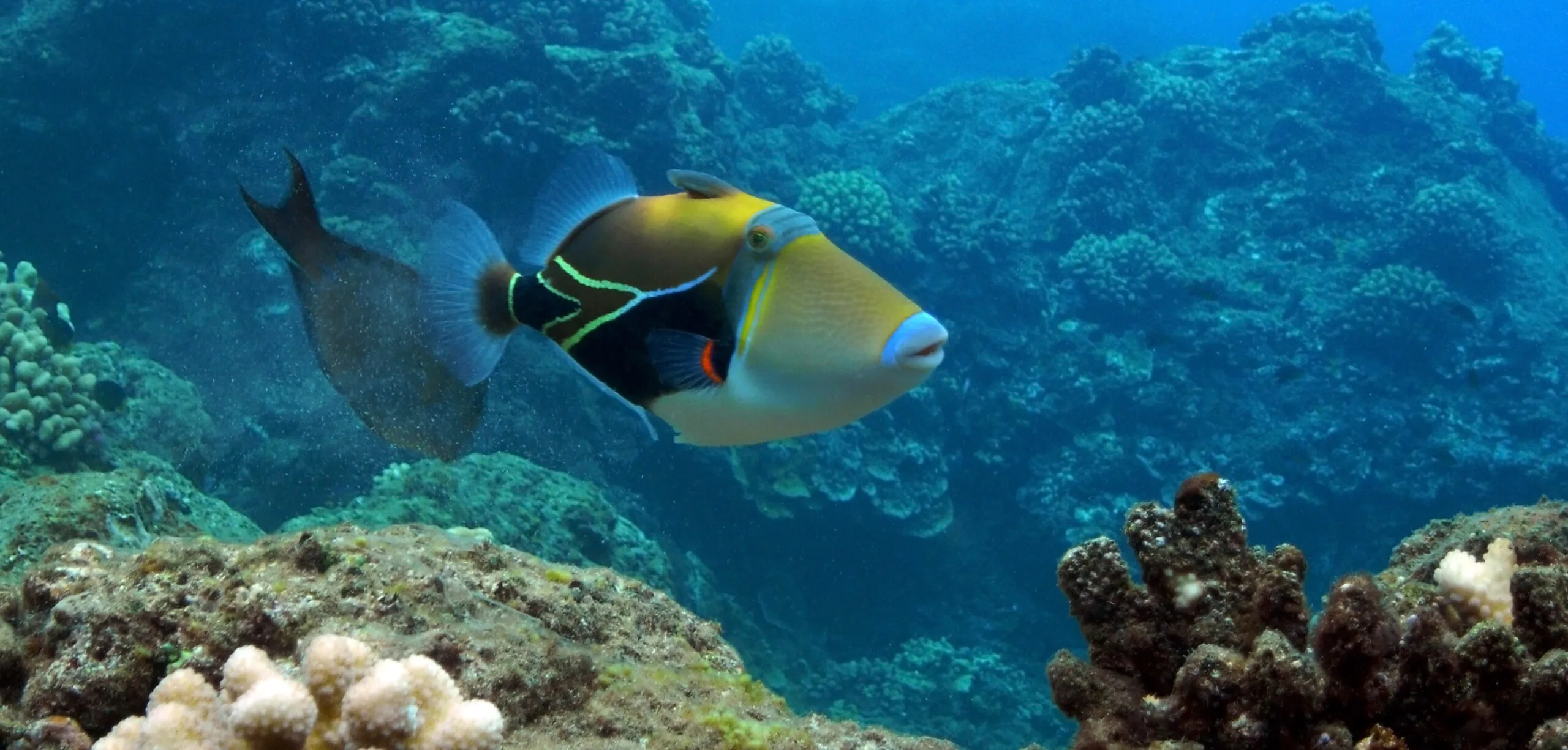 Triggerfish