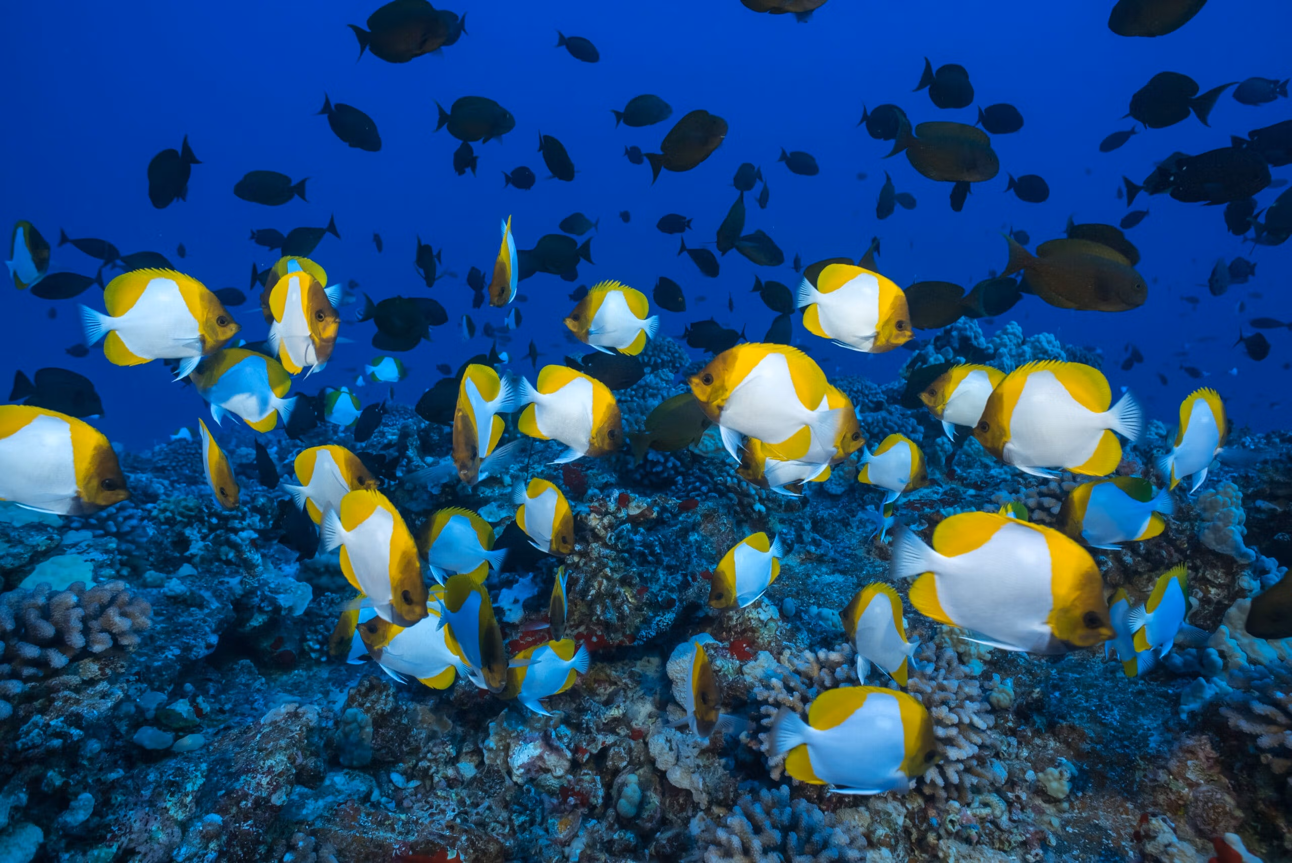 Esnórquel en el cráter Molokini