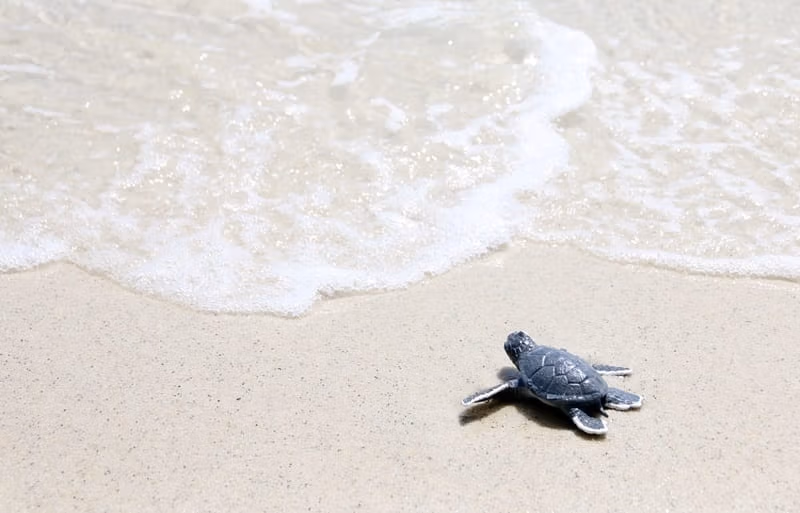 Hawaiian Green Sea Turtle