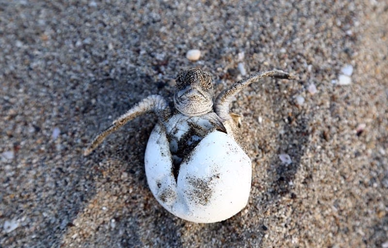 Hatching Sea Turtle