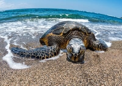 Hawaiian Green Sea Turtle