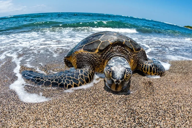 Hawaiian Green Sea Turtle