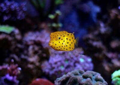 Yellow Boxfish