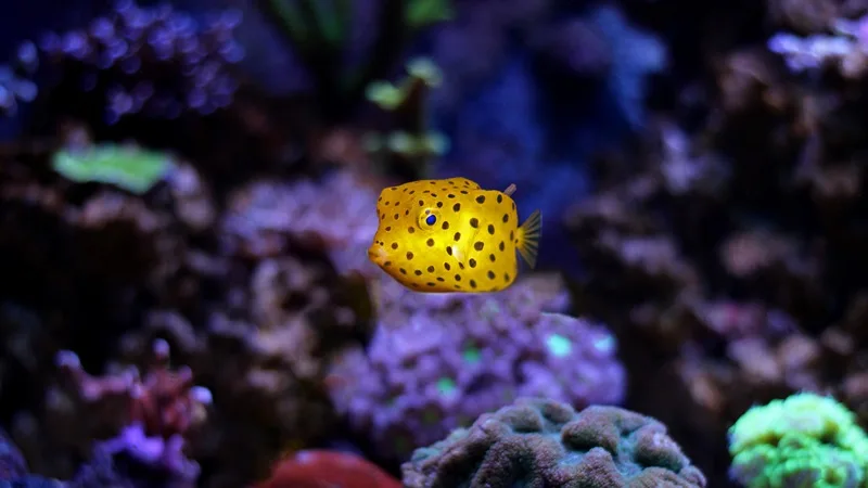 Yellow Boxfish