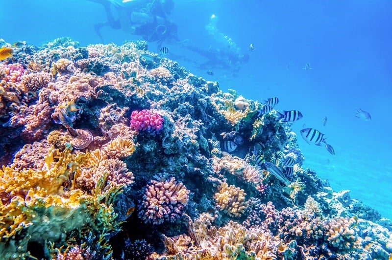Maui Coral Reef