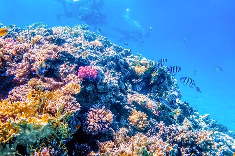 Arrecife de coral de Maui