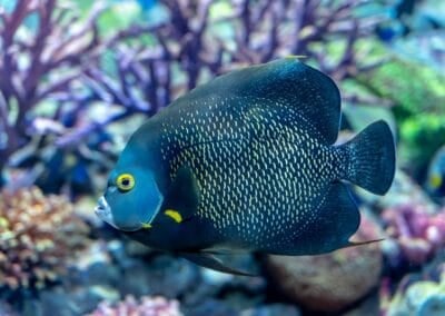 Angelfish