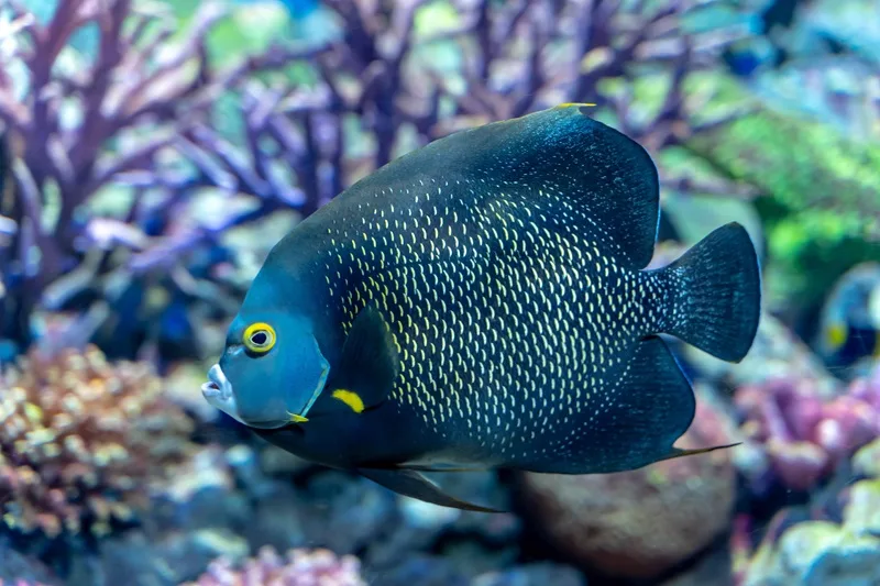 Angelfish