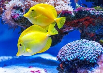 Coral Reefs in Maui