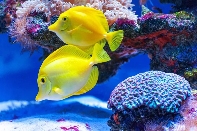 Coral Reefs in Maui