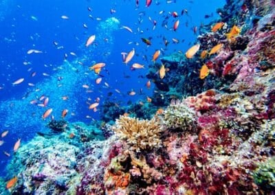 Snorkeling Maui