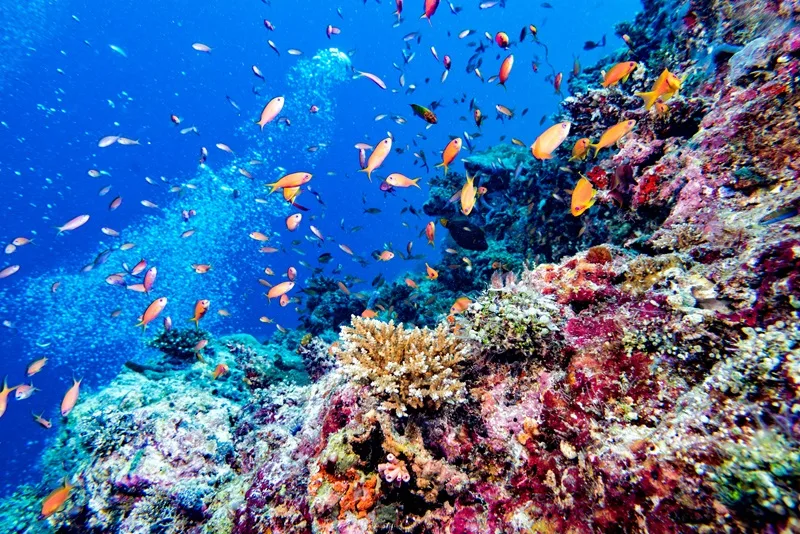 Snorkeling Maui