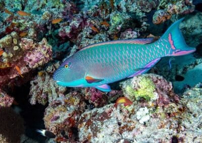 Parrotfish