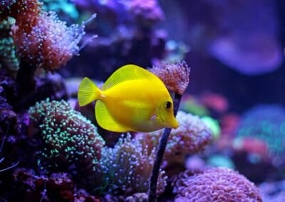 Yellow Tang