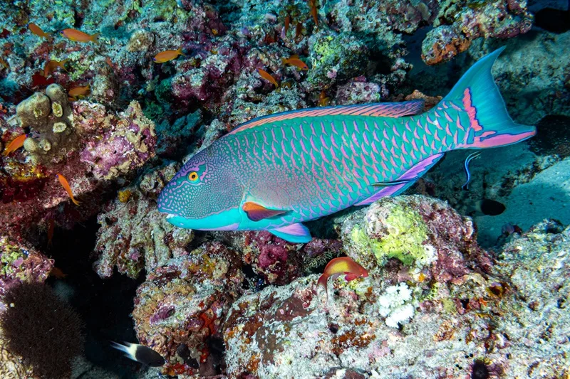 Parrotfish