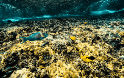 Arrecifes de coral de Maui: tipos y dónde verlos