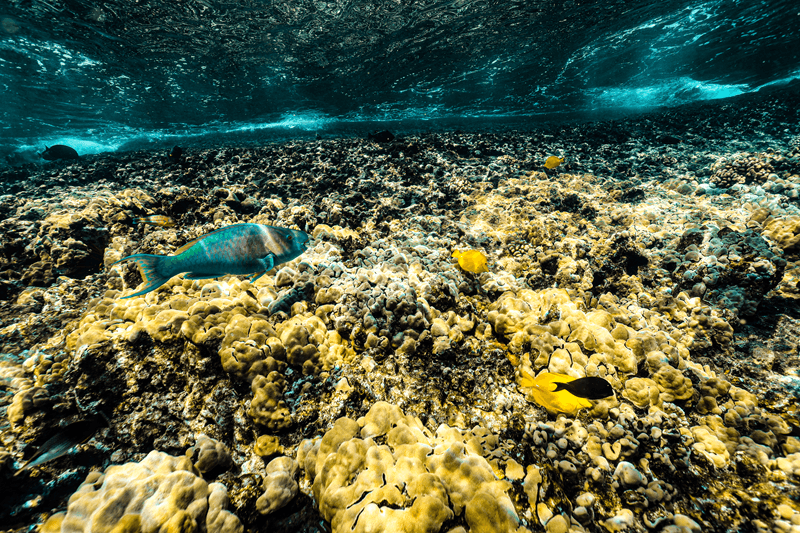 マウイ島のサンゴ礁:種類と見どころ
