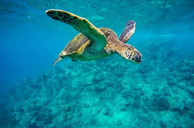 Hawaiian-Green-Sea-Turtles