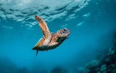 Maui Snorkeling Tours: Exploring Molokini Crater, Turtle Town, and Coral Gardens