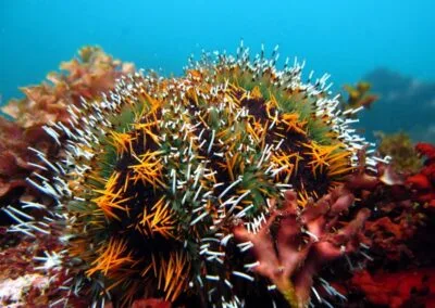 Collector Sea Urchins