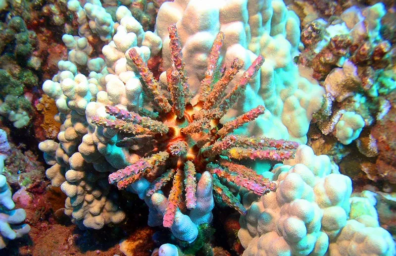 Maui Sea Urchins: Spiky Stewards of the Reef