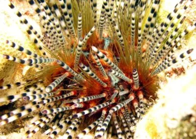 Banded Sea Urchin