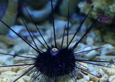 Long Spined Sea Urchin