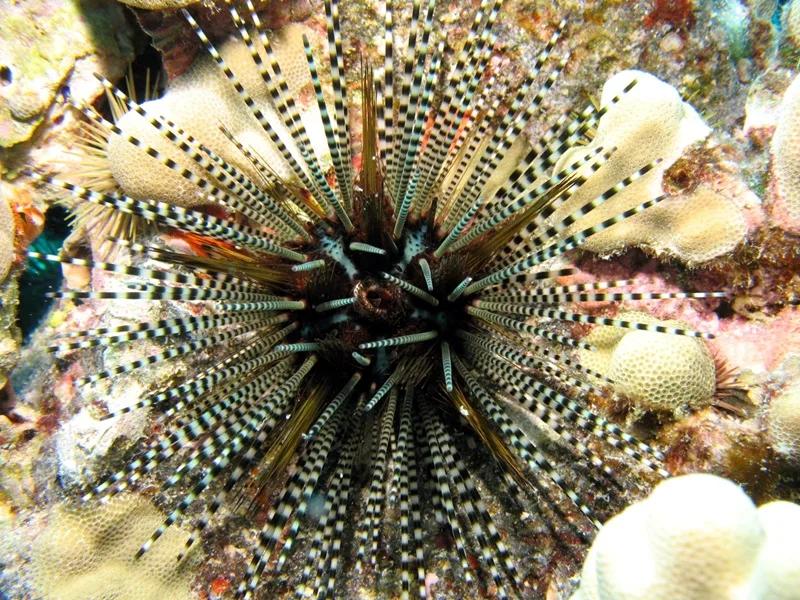 maui-sea-urchins