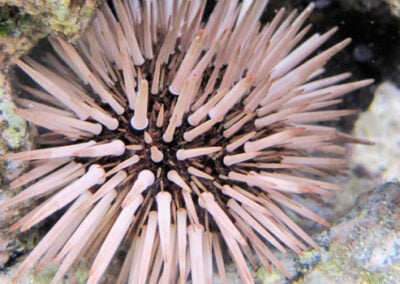 Rock Boring Sea Urchin