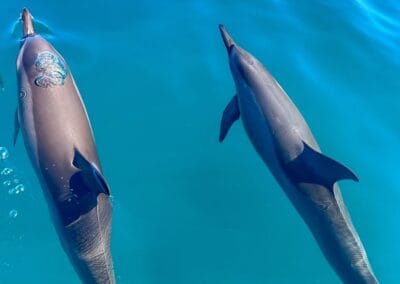 bottlenose dolphins