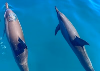 delfines nariz de botella